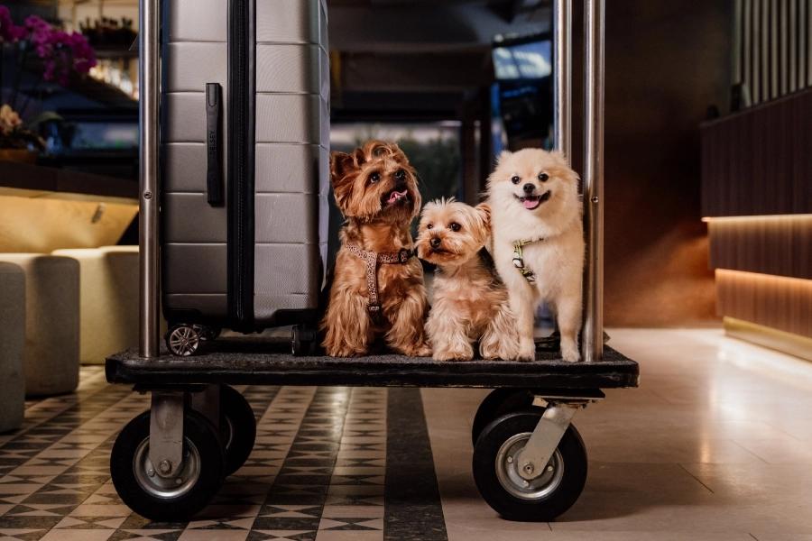 Admite mascotas  ESTELAR Parque de la 93 Colombia - Bogotá Admite mascotas  ESTELAR Parque de la 93 Colombia - Bogotá